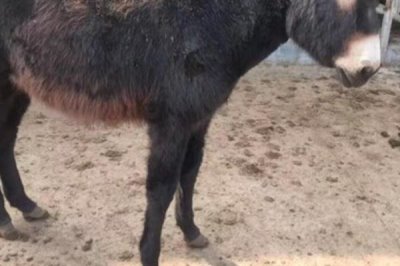 德州驴怎么育肥,一般育肥3-5个月