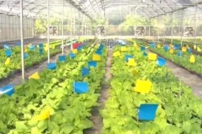 大棚蔬菜弱光症的避免措施,尽量地改善棚内光照条件