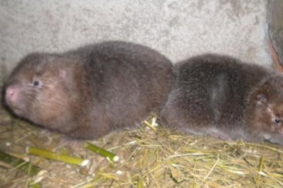 竹鼠引种到场后的注意事项，首先要注意的就是温度