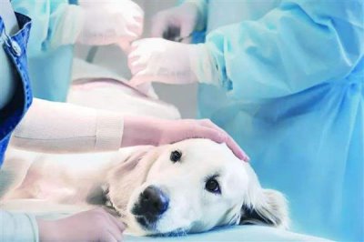 犬肺动脉瓣狭窄的症状,表现为运动时呼吸困难、肝脏肿大等