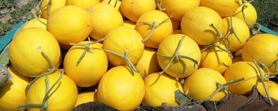 黄河蜜瓜是什么季节的水果，是夏季的水果