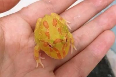 角蛙怎么饲养,每隔2天换一次水