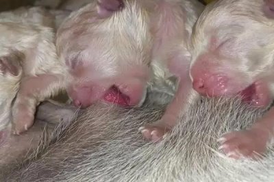 小狗出生几天就会走路,一个月左右的时候便会走路