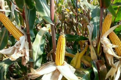 农华803D玉米种简介，播种期宜在4月下旬至5月上旬
