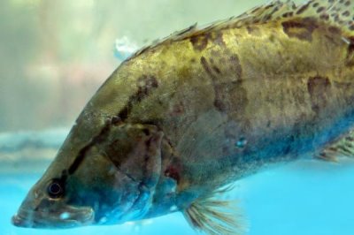 鳜鱼的形态特征，体表具有许多不规则的褐色斑块和斑点体