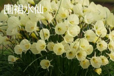 水仙花品种介绍,品种众多观赏价值都极高