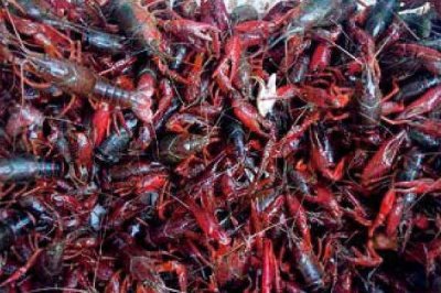 小龙虾缺氧原因以及怎么解决,可能是密度过大、水质过肥等因素所导致