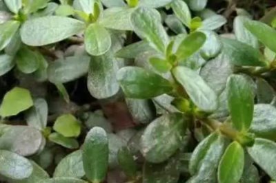 农村种哪些蔬菜具有不错的前景，包括茼蒿、皇帝椒、马苋菜等品种