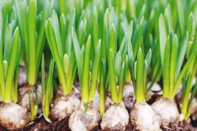 蒜瓣为何在暑假期间不发芽,可能是温度太高、没有去顶、缺水等因素造成