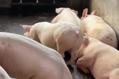 猪口蹄疫会不会传染给牛,会传染给牛