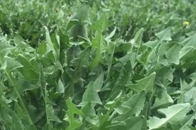 蒲公英的种植技术,选择肥沃疏松的土壤种植