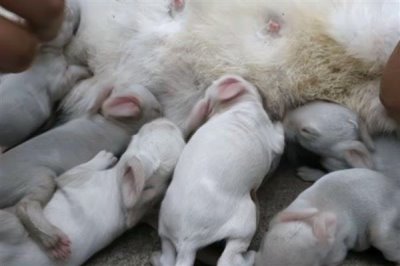 散养100只野兔的成本,总资金需要3万元左右