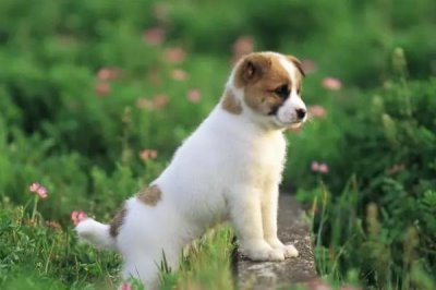 狗狗倒吸气是怎么回事,可能是异物刺激或者气味刺激导致的