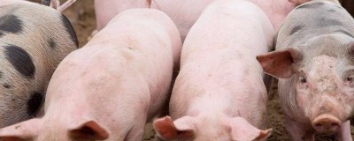 猪心的挑选方法,颜色发黑表示放置时间过久