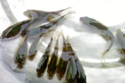 养殖草鱼的要求，水质的酸碱值要保持在7.5-8.5