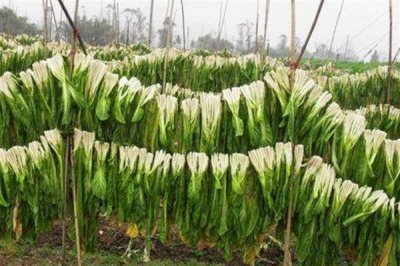 四川省南充市的特产,有西凤脐橙、南充丝绸等