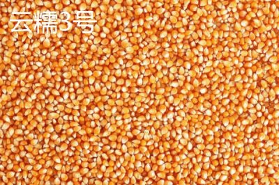 什么品种的甜糯玉米种子好,因地制宜