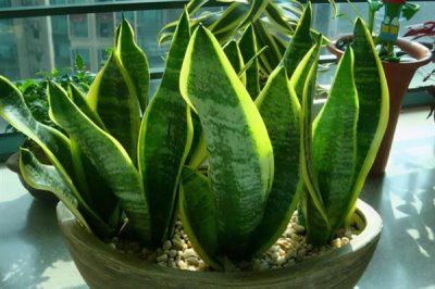 虎皮兰怎么养殖,冬季每隔10天浇一次水