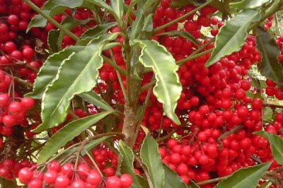 富贵子的管理技术,每年春季4-5月间换盆1次