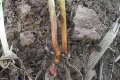 小麦赤霉病的症状，病部均可见粉红色霉层