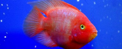 鹦鹉鱼有毒吗,鹦鹉鱼本身不含有毒素