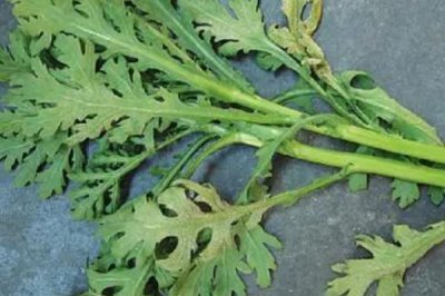 秋季怎么防治茼蒿霜霉病,重病田可以和其它作物轮作