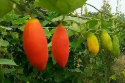 红香果的价格和种植前景,一斤需要100元左右