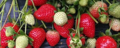 广东草莓最佳种植时间，立春时期和7-8月份均可种植