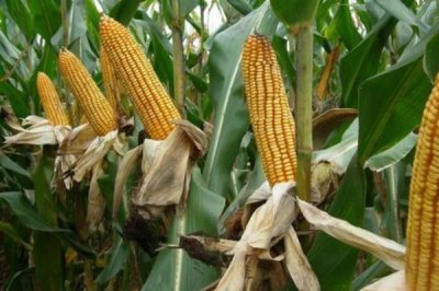 昊甜糯6号玉米种简介,该品种株型平展