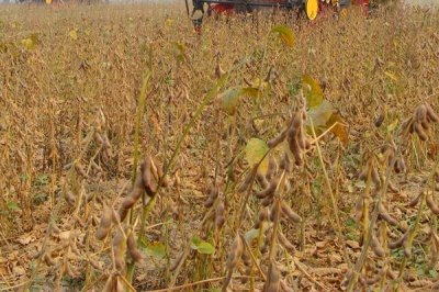 中黄610大豆种子简介，中抗花叶病毒病1号株系