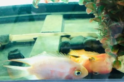 鱼为什么一直上下狂游,是因为它受到了惊吓