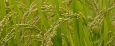 稻米生产国,以下是排名前十的国家