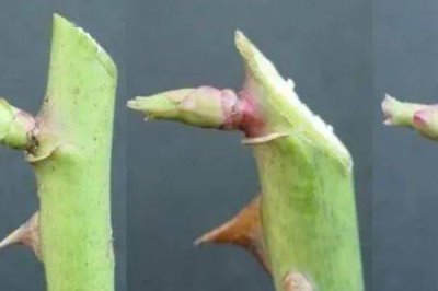 野蔷薇老杆如何扦插,尽可能在冬季或早春期间进行