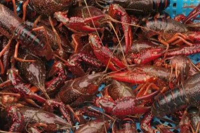 遂宁小龙虾的产地,主要产于四川省遂宁市