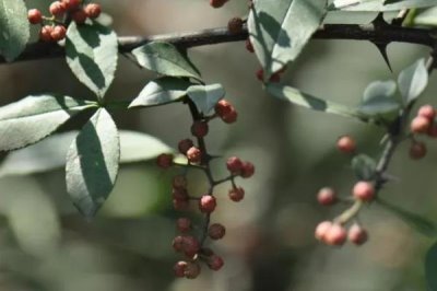 岩椒是什么植物,是我国传统的中药材