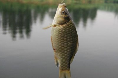 秋田狐5号鱼钩适合钓鲫鱼吗,大个体的鲫鱼是主要对象