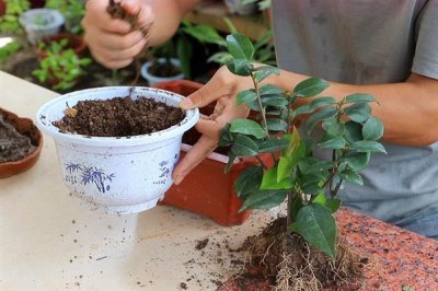 山茶花叶子发黄的原因及处理方式,可能是浇水过多或土质的影响等