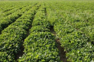 河南花生的产量,目前河南花生产量正在逐渐增加