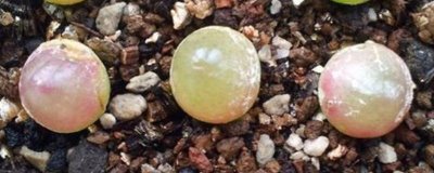 多肉灯泡怎么栽培，喜欢凉爽干燥的环境