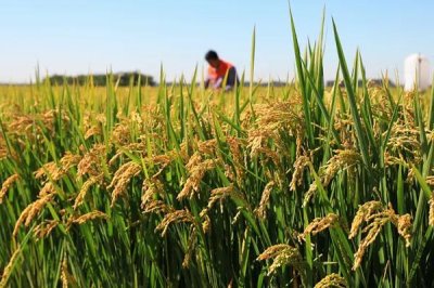 申优R1水稻种子简介，5月中下旬播种