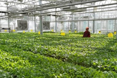 大棚蔬菜弱光症的避免措施,尽量地改善棚内光照条件