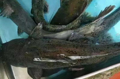 魽鱼是什么鱼，已列入国家二级保护动物名录