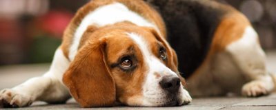 狗狗糖尿病的控制方法,需定期血量血糖并注射胰岛素等