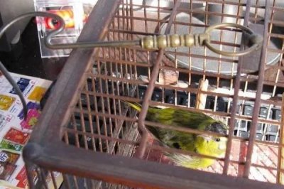 如何让黄雀快速服笼，让其熟悉环境一周左右不要打扰