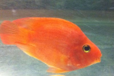 1.5米的鱼缸适合养什么鱼,可饲养锦鲤、招财鱼、鹦鹉鱼等品种