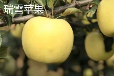 有哪些好吃的苹果新品种，包括福星、瑞雪、蜜脆等种类