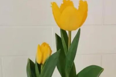 水培郁金香的方法，需要对种球进行冷处理