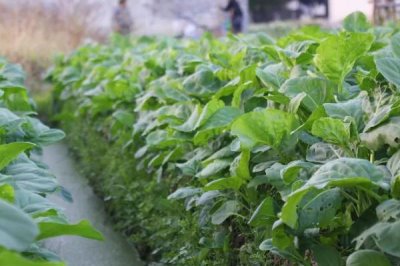 芥蓝如何正确施肥，基肥为主追肥为辅