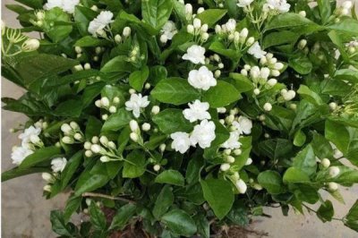哪些花卉不怕晒,包括向日葵、茉莉花、碗莲等品种