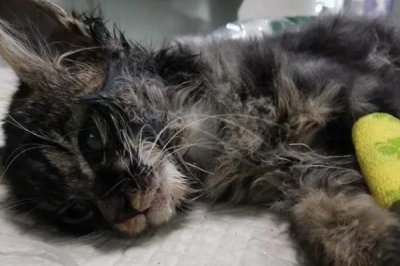 猫瘟有什么症状，会出现发烧、食欲不振等情况